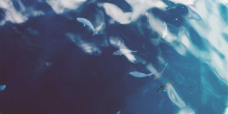 个性化旅程新高度：本末旅行如何通过专业向导实现野生动物保护与栖息地修复的可持续生态旅行规划