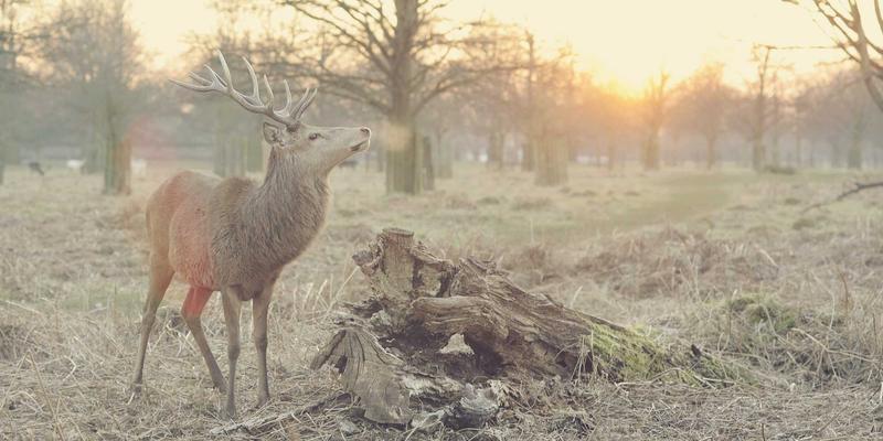 定制旅行：从精准规划到文化探索的深度游革命