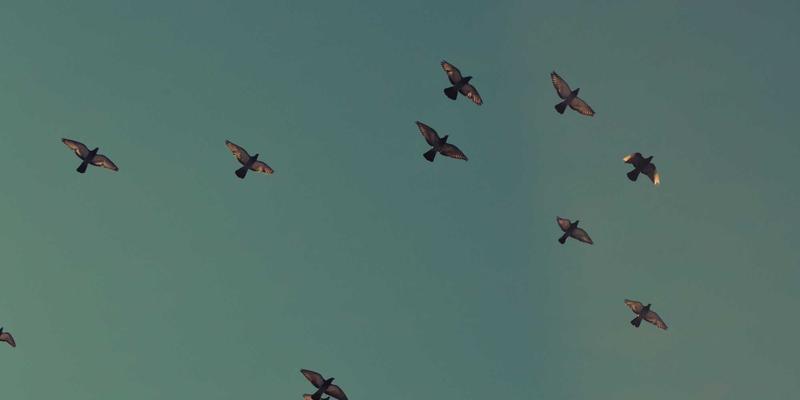 定制旅行新维度：在文化探索与深度游中融入志愿服务，实现社会价值