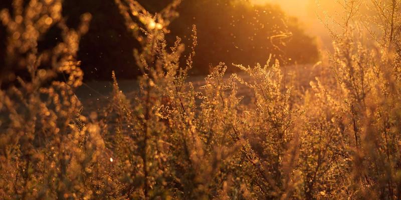 家庭多代同游定制旅行：如何规划一场满足从儿童到长者需求的深度游