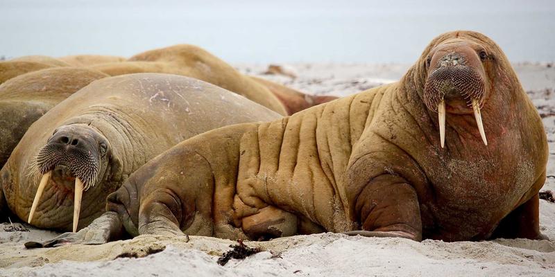 本末旅行：以文化探索为内核的海岛隐居式定制旅行，开启深度游新境界